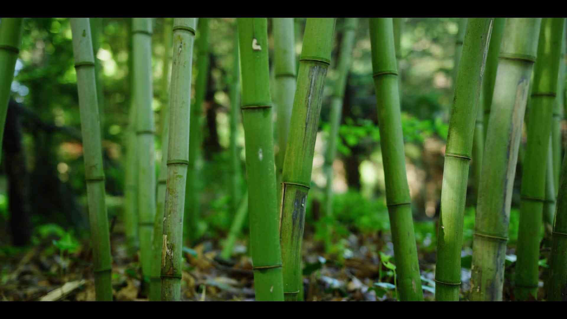 The Humes Garden: Strength and Flexibility cover slide