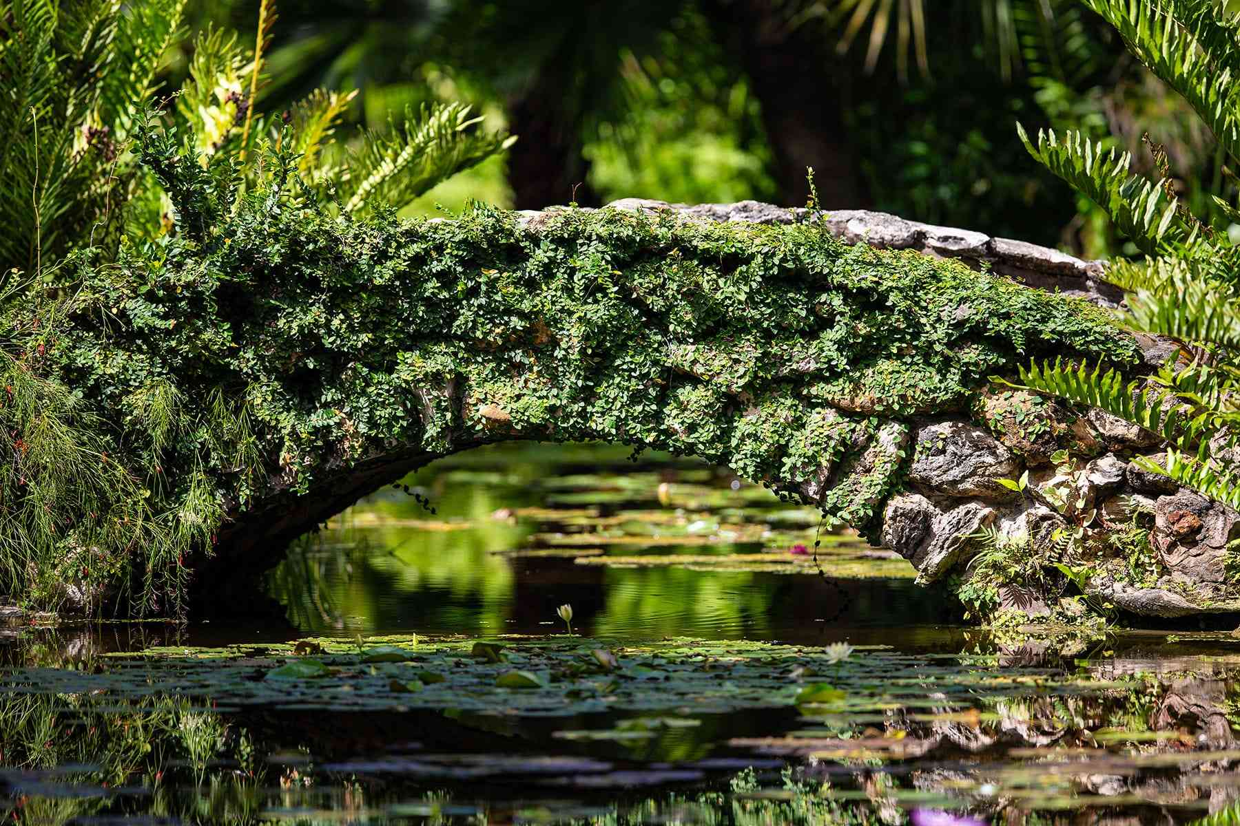 A bridge spanning a lily pond.