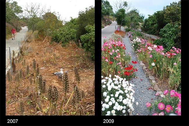 Gardens of Alcatraz in San Francisco, California.