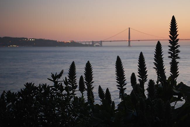 Gardens of Alcatraz in San Francisco, California.