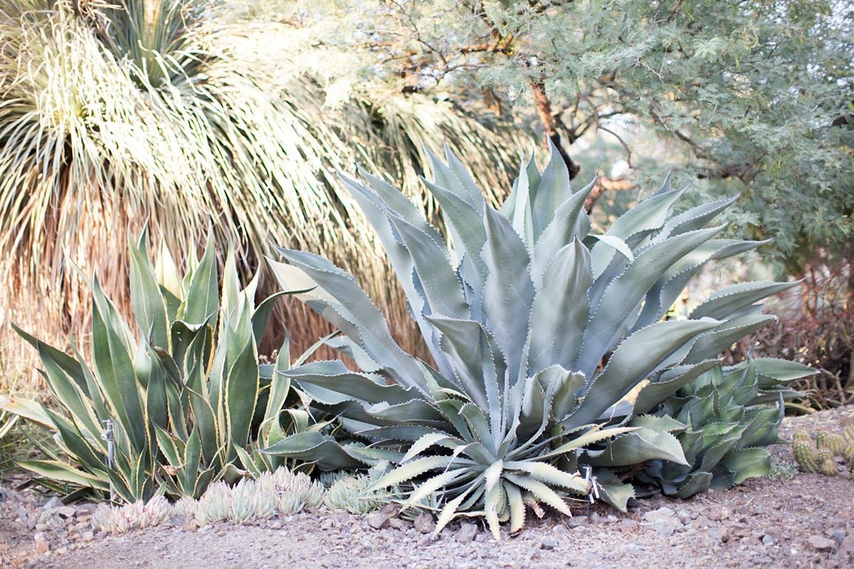 The Ruth Bancroft Garden in Walnut Creek, California.