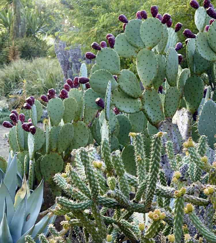 The Ruth Bancroft Garden in Walnut Creek, California.