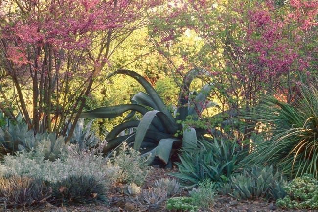 The Ruth Bancroft Garden in Walnut Creek, California.