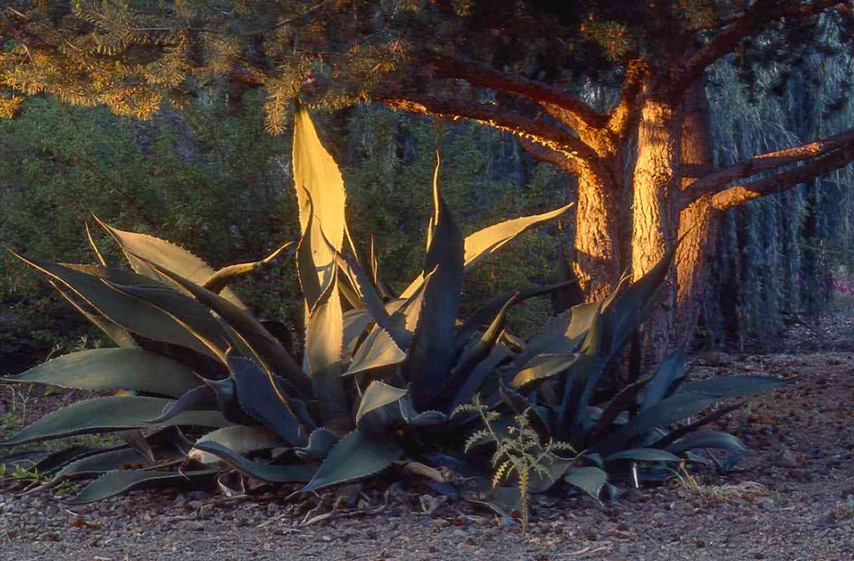 The Ruth Bancroft Garden in Walnut Creek, California.