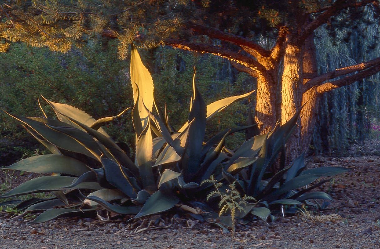 The Ruth Bancroft Garden in Walnut Creek, California.