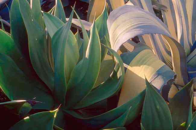 The Ruth Bancroft Garden in Walnut Creek, California.