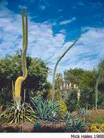 Cactus at the Ruth Bancroft Garden.