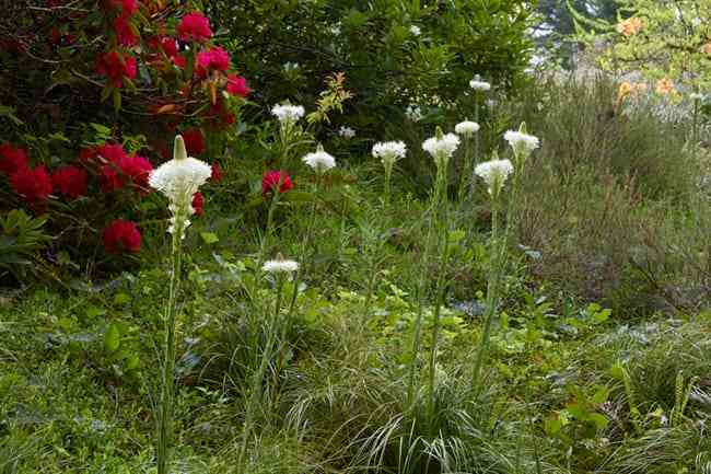 Chase Garden in Orting, Washington.