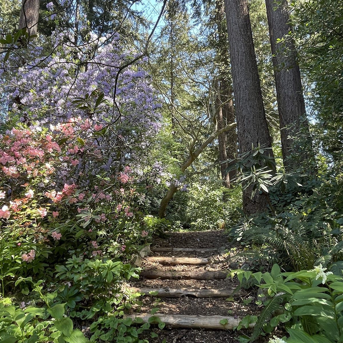 Dunn Gardens, Seattle, Washington