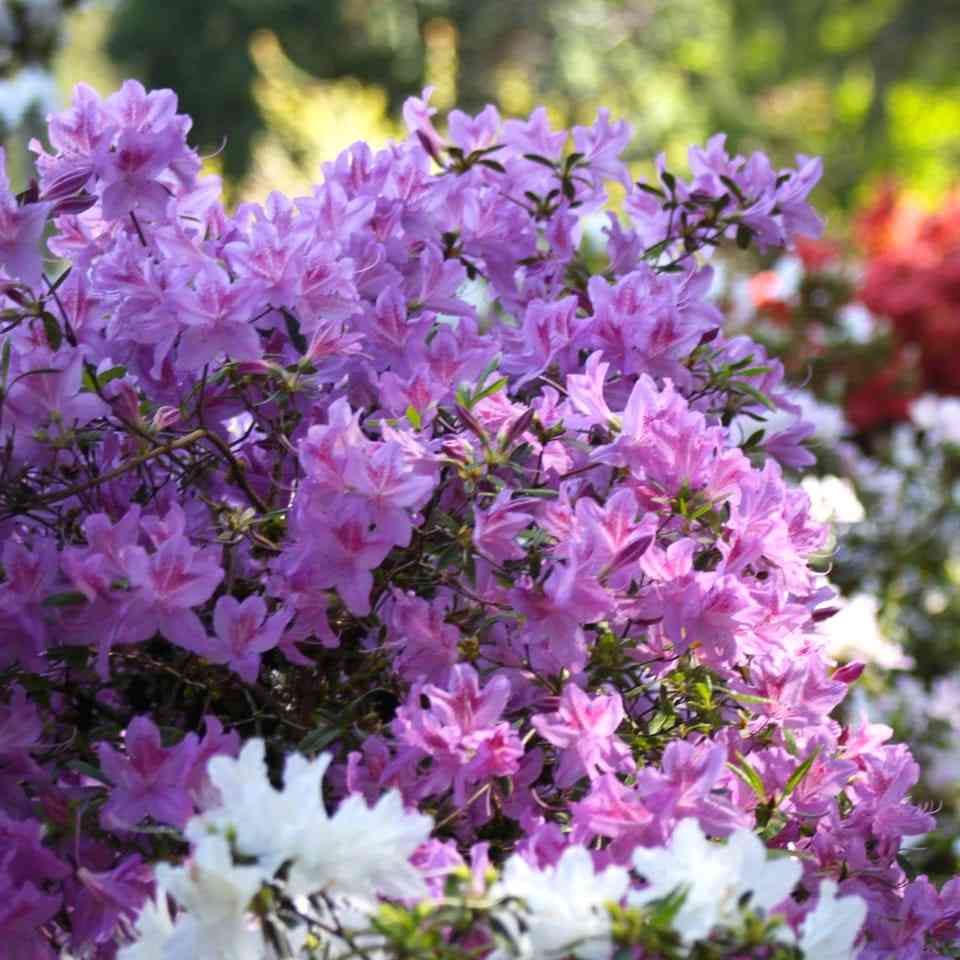 Rhododendron Species Botanical Garden Federal Way, Washington