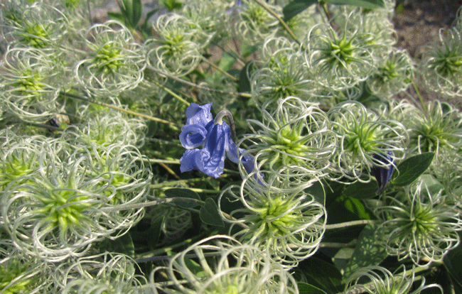 Clematis at the Rogerson Clematis Garden