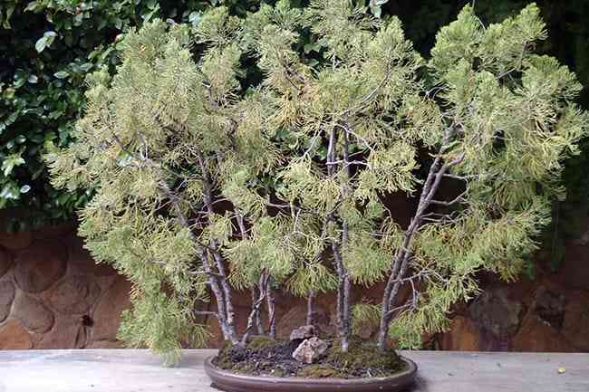 Hannah Carter Japanese Garden in Los Angeles, California.