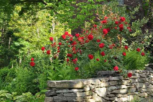 Roses in bloom at Hollister House Garden in Washington, Connecticut.