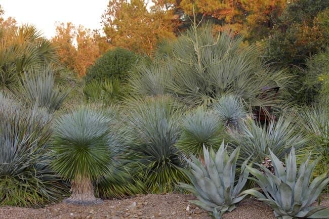 The John Fairey Garden in Hempstead, Texas.