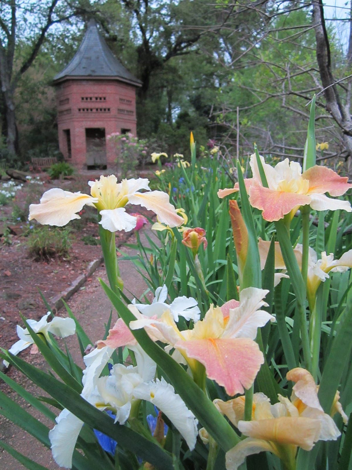 Irises in bloom at Longue Vue House & Gardens in New Orleans, Louisiana..