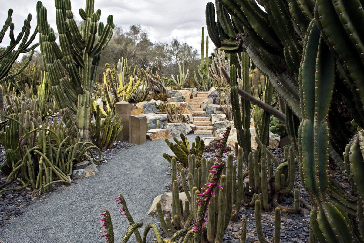 Cactus garden at Lotusland in Santa Barbera, California.