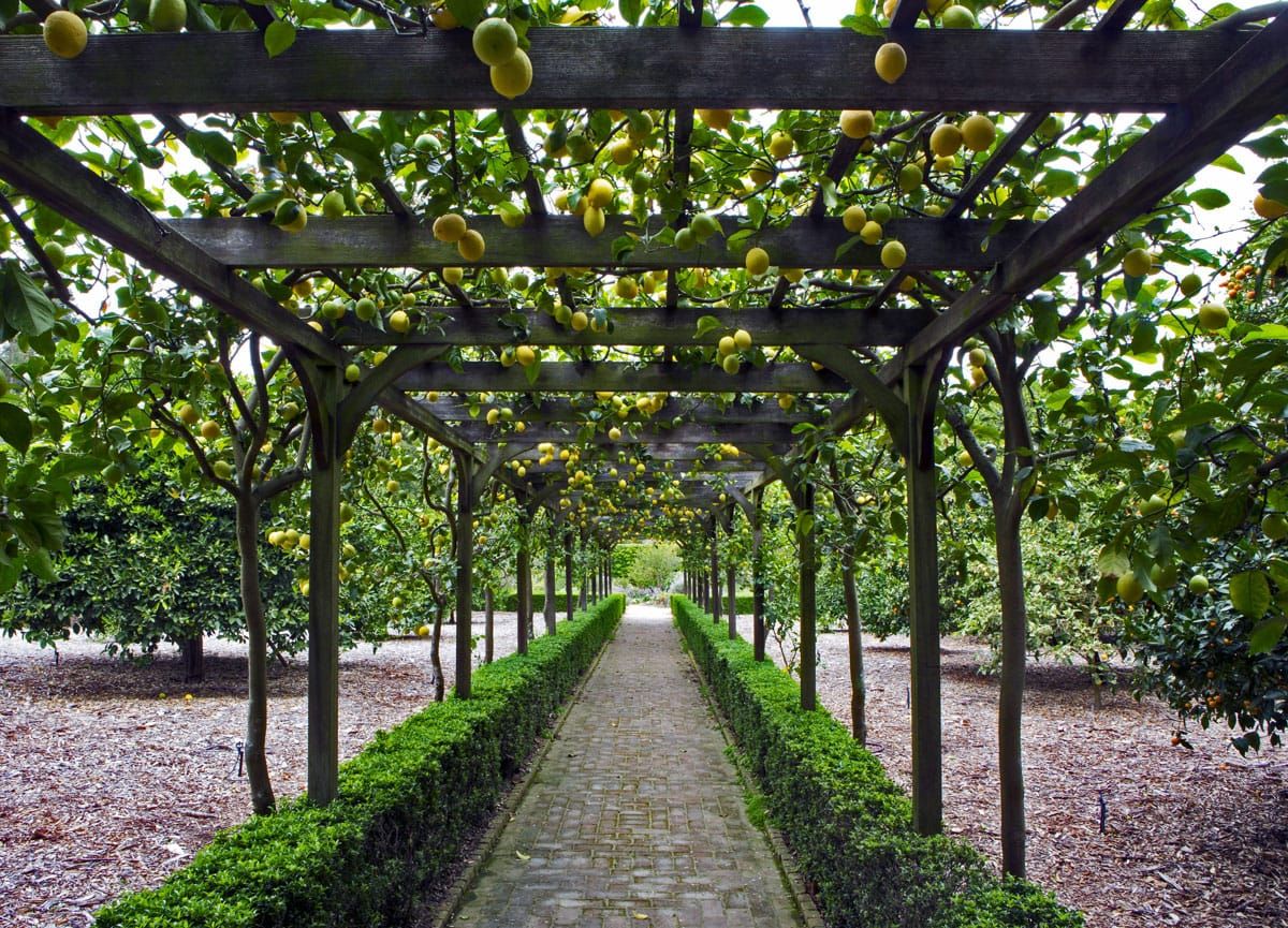 Lemon arbor at Lotusland in Santa Barbera, California.