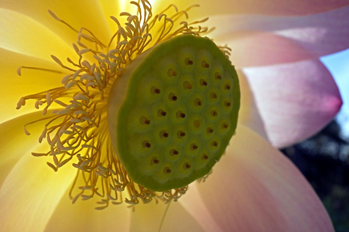 Lotus flower close-up at Lotusland in Santa Barbera, California.