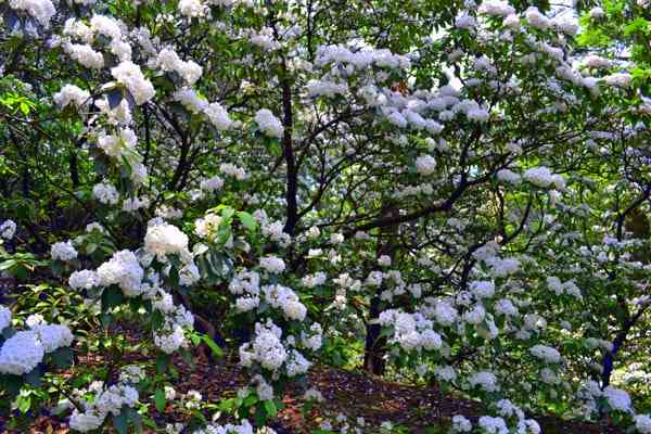 Mountain laurels at Manitoga in Garrison, New York.