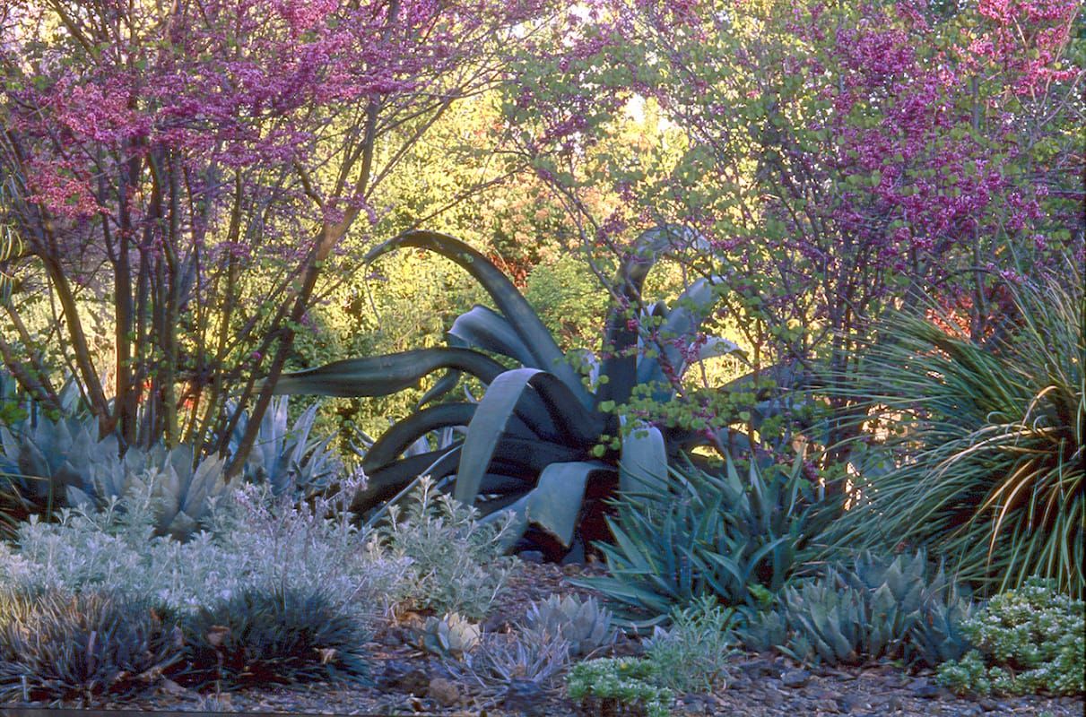 Ruth Bancroft Garden in Walnut Creek, California