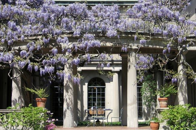 Wisteria in bloom at the Van Vleck House and Gardens in Montclair, New Jersey.