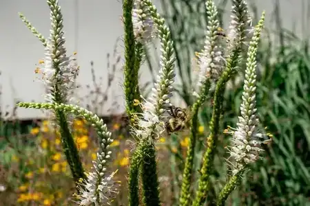 The High Line’s New Gardens  event image