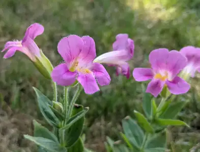 Chasing Lewis’s Monkeyflower: The Amazing Afterlife of the Lewis & Clark Expedition’s Wild Plants event image