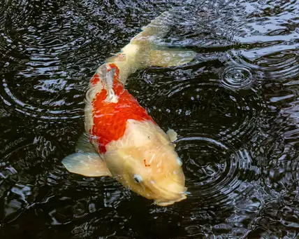 Ashland Japanese Garden