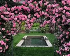 Enchanting Rose Garden