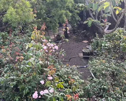 Bernice's Family Garden