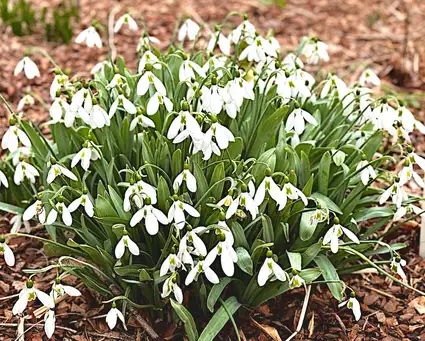 Galanthia