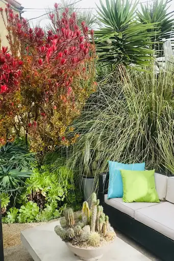 Saturday, June 6 Open Day at Pacifica Collector's Garden