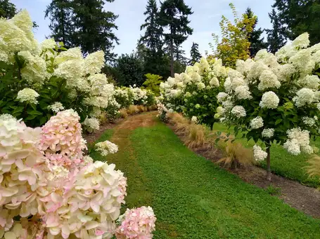 Sunday, June 28 Open Day at Froggsong Gardens