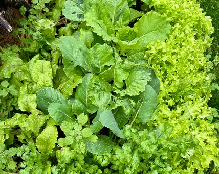 Saturday, May 16 Open Day at Native Embrace