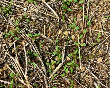 Digging Deeper: Take a Walk on the Wild Side: Tour a Pollinator Meadow