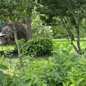 Saturday, July 18 Open Day at Maximal Garden