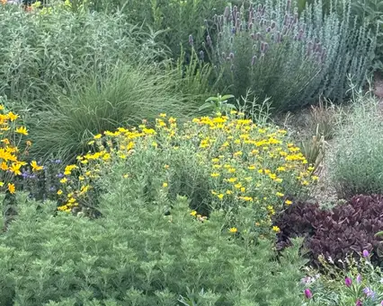 Denver Dry Garden