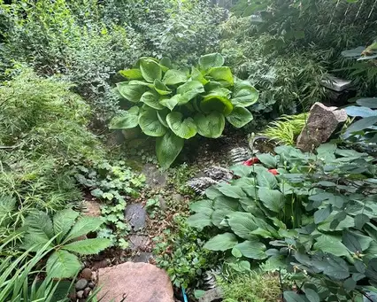 Woodland Bird Sanctuary