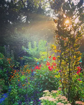 Digging Deeper: ReWilding (with Dahlias!)