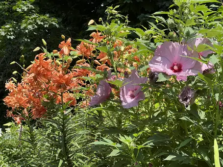 Open Day at Roth Garden
