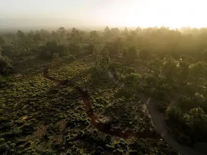 Whole Works of Art: Four Centuries in Three Gardens