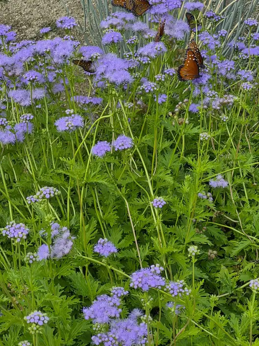 The Garden Conservancy Preservation Partner Garden