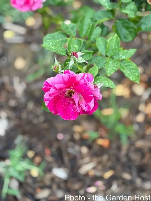 The Garden Conservancy Preservation Partner Garden