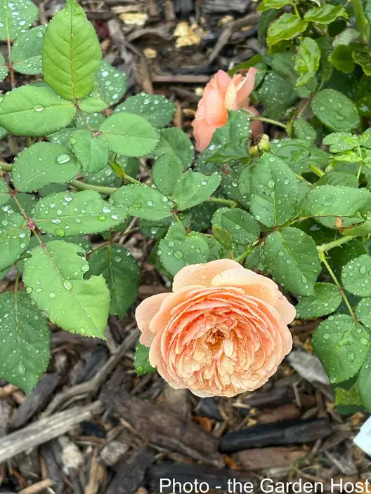 The Garden Conservancy Preservation Partner Garden