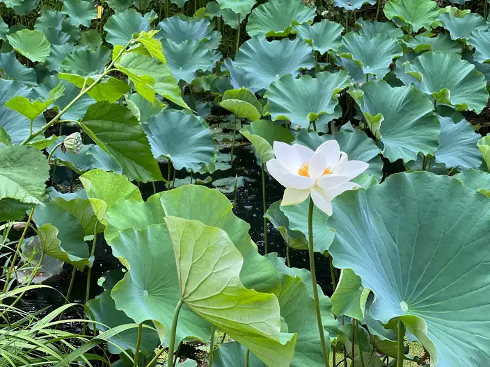 The Garden Conservancy Preservation Partner Garden