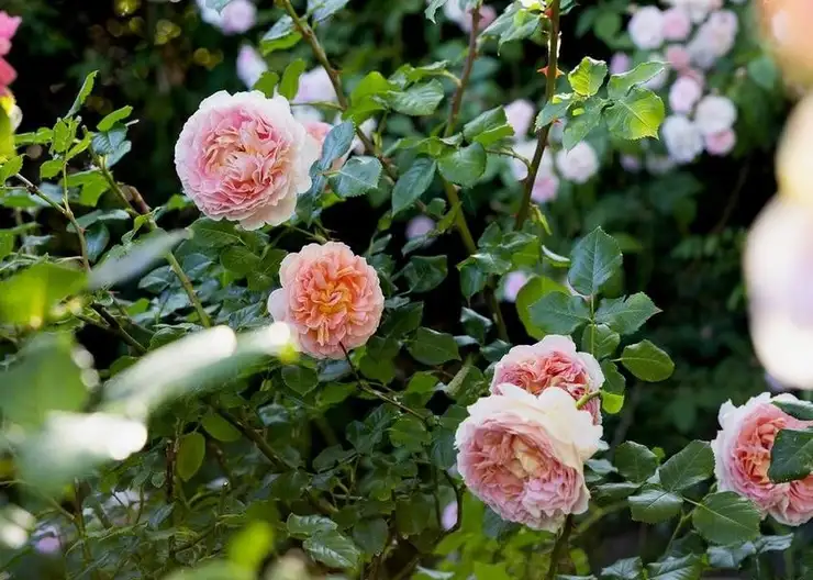 The Garden Conservancy Preservation Partner Garden