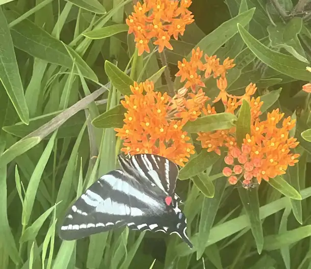 The Garden Conservancy Preservation Partner Garden
