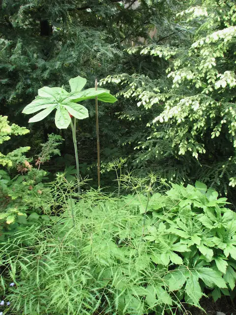 The Garden Conservancy Preservation Partner Garden