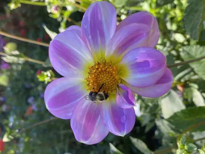 The Garden Conservancy Preservation Partner Garden