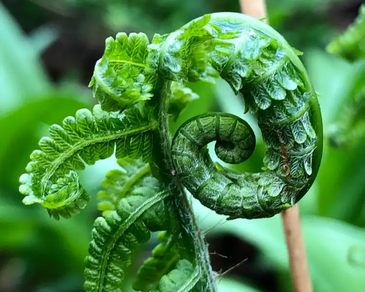 Sunday, May 31 Digging Deeper at Gardening with Ferns: Fern Fever
